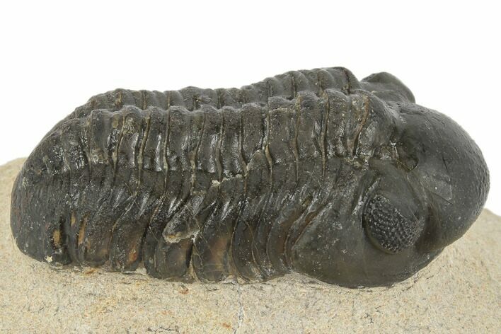 Detailed Reedops Trilobite - Atchana, Morocco #190274